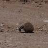 Sisyphean Beetle Logo