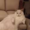 SofaCat Logo