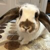 Solport Tom's bunny Lola Logo