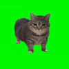Spinning Cat Logo