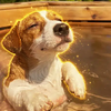splashing dog Logo