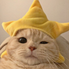 STAR CAT Logo