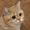 Starecat Logo