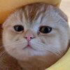 TAOCat by Virtuals Logo