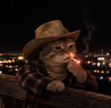 texas cat Logo