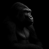 The Ape Logo
