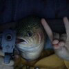 The Big Trout Logo