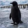 The Black Penguin Logo