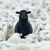 The Black Sheep Logo