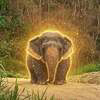 The Chubby Elephant Logo
