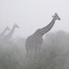 The Giraffes Logo