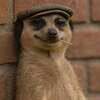 The Meerkat Meme Logo