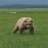 The Mercy Of The Bear Logo