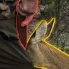The Rousseauian Deer Logo
