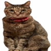 Tsutsuji Doge's Sister Logo