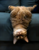upsidedowncat Logo