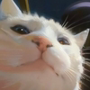 Vibing Cat Logo