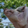 WADDLES LIVE Logo