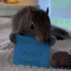 Wally Logo