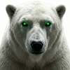 White Polar Bear Logo
