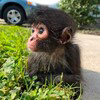 winston spider monkey Logo