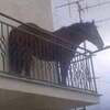 year of the horse Logo